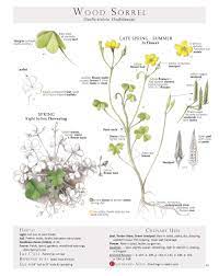 Wild Green Pesto Oh So Tasty Or What To Do With All Those Weeds Wood Sorrel Edible Wild Plants Edible Plants