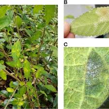 Image result for Acalypha brachystachya