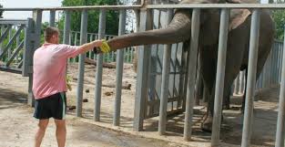 На фото запечатлено, что в зоопарке вовсю еще ведутся работы. Harkovskij Zoopark Na Vremya Rekonstrukcii Mozhno Poseshat Gruppami Kharkiv Today