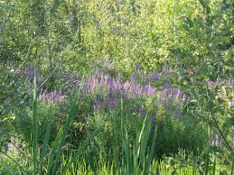 Attract a variety of birds, butterflies, and. Showcasing The Dnr Know Your Invasive Plants