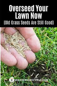 When To Overseed Lawn Grass Seed Planting Grass Gardening For Dummies