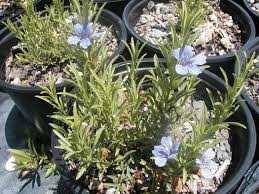 Image result for Dyschoriste