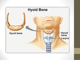 Image result for Hyoid Bone