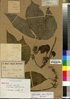 Image result for Cylicomorpha parviflora