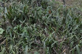 Image result for Lepisorus schraderi