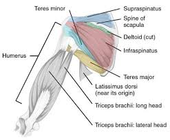 Find out in this anatomy of the shoulder quiz. 8 Muscles Of The Shoulder Simplemed Learning Medicine Simplified