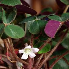Image result for Oxalis oligotricha