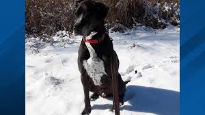 Maybe you would like to learn more about one of these? 7 Years Later Dog Still Searching For Forever Home At Ohio Animal Shelter Wsyx