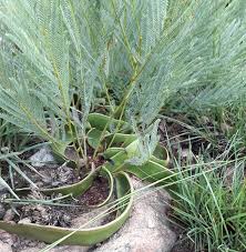 Image result for Elephantorrhiza elephantina