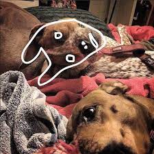Get your custom pet blanket today! Optical Illusion Dog On Reddit Can You See What S Happening