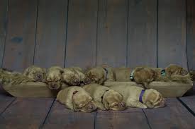 We have mentioned the best labrador breeder and silver lab puppies for sale in wisconsin at a low price. Lab Puppies For Sale In Wisconsin Under 300 The Y Guide
