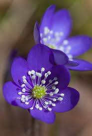 Image From Http Www Unwins Co Uk Images Products Product 8103 1 Jpg Flores
