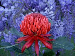 Waratah Wisteria Flowers Photography Beautiful Flowers Types Of Flowers