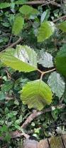 Image result for Curtisia dentata
