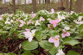 Image result for Xysmalobium sessile