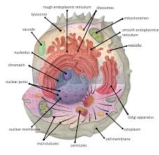 The nuclear envelope (ne) represents the boundary of the interphase nucleus. Cellular Compartment Wikipedia