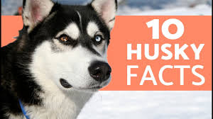 Check spelling or type a new query. 10 Things You Didn T Know About The Siberian Husky Youtube