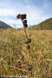 Image result for Cladium mariscus