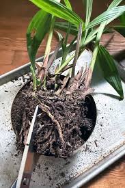 Image result for orchid cuttings
