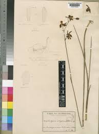 Image result for Eulophia coeloglossa