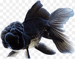 Yes, the black will even go away with time and clean water. Butterfly Tail Png Images Pngwing