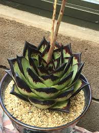 Without these qualities, succulents are prone to rot, which often results in. Sf Cactus And Succulent Society Show Sale Album On Imgur
