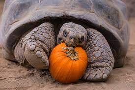 130 Year Old Galapagos Tortoise Celebrates With A Pumpkin Flickr