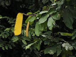 Image result for Berlinia grandiflora