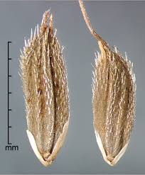 Image result for Oryza longistaminata