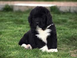 Epingle Par Technidog Sur Cuties Terre Neuve Chien Terre Neuve Chiot