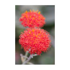 Image result for Kleinia abyssinica