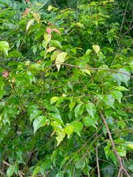 Image result for Hymenocardia