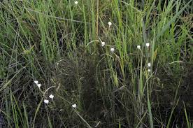 Image result for Rhamphicarpa