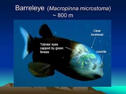 Barreleye Fish Aka Spookfish With Upward Pointing Green Eyes That Are Protected By A Transparent Dome They Are Denizens Of T Fish Pet Green Eyes Eye Caps