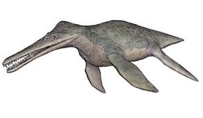 Image result for Dolichos brevidentatus