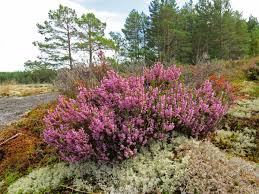 Вереск обыкновенный (calluna vulgaris l.). Veresk Dekorativnyj Kustarnik Vidy I Sorta Vereska Posadka I Uhod Foto Veresk Obyknovennyj