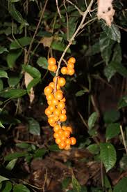 Image result for Deinbollia nyasica