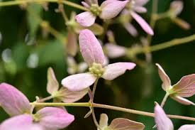 Image result for Congea