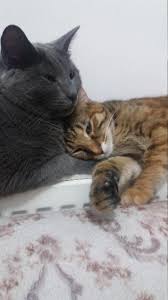 Iki Kizima Acil Yuva Balikesir Mavi Rus Kedisi Kedi Sahiplendirme