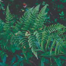Image result for Dryopteris antarctica