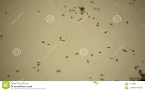 Ameisen Auf Einer Kuche Stock Footage Video Von Kuche 62513980