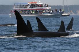Captive Orca Swims Closer To Freedom - Earthjustice