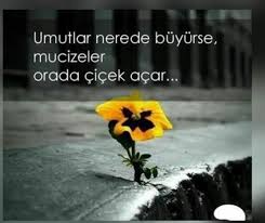 Umutlar Nerede Buyurse Mucizeler Orada Cicek Acar Ozlu Sozler Cicek Resimler