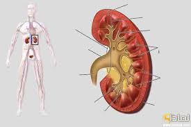 لماذا مرض الفشل الكلوي يصيب الإنسان لماذا