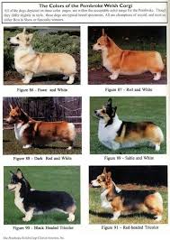 Black And White Cardigan Welsh Corgi Puppy Coat Colors Corgi Corgi Dog Welsh Corgi Puppies