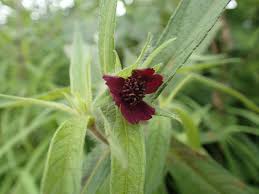 Image result for Aspilia kotschyi