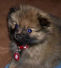 Beautiful black pomeranian dog picture. Pomeranian Dog Breed Information And Pictures