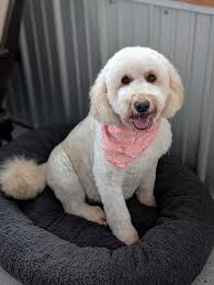 So Lucky Farm Goldendoodles