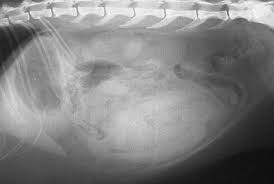 Cutaneous is second most describe in detail the biological behavior and etiology of scc in cats (cutaneous tumors). Case Study On A Cat Tumor Long Beach Animal Hospital