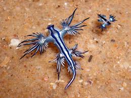 Image result for Bolboschoenus glaucus